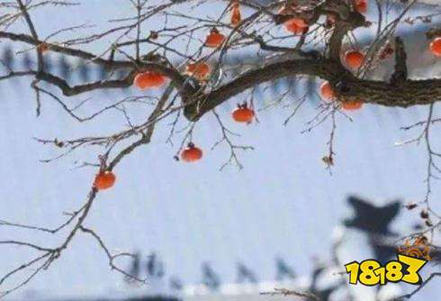 大寒预言谚语有哪些 来看与大寒有关的农事谚语准不准