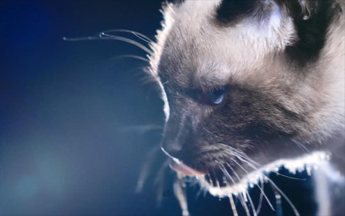 《黑神话：悟空》虎年贺岁整活小短片公布 官方晒猫猫、展示游戏搞笑BUG