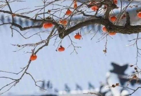 大雪节气朋友圈唯美说说  大雪节气的暖心祝福语