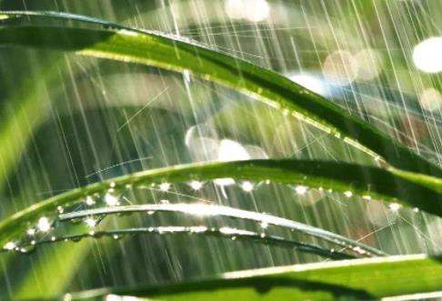 雨水节气花信是哪三种花 雨水节气花信科普