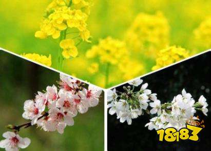 农历二月正能量早安心情说说 春季早安祝福