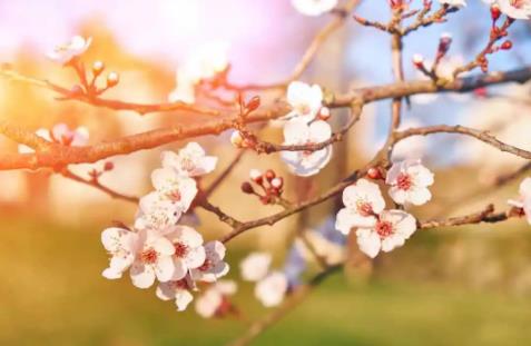 春分的诗句有哪些 描写春分节气的诗句整理