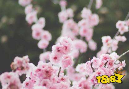 小学生清明节作文怎么写 500字清明节作文范文参考