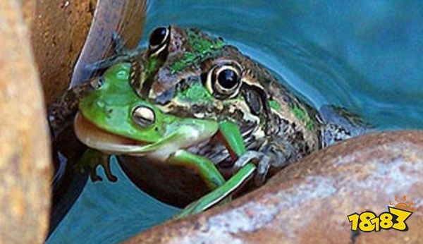 纵横交界地的猛男褪色者,为什么被粉色恶魔卡比吓傻了?