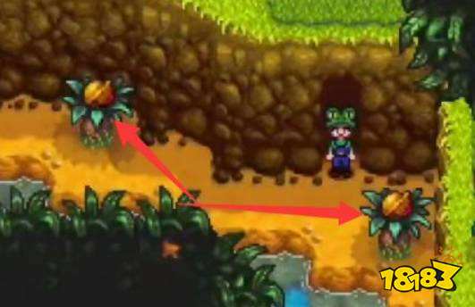 星露谷物语金色核桃在哪收集 星露谷物语金色核桃全部位置介绍