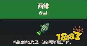 星露谷物语西鲱鱼在哪里钓 星露谷物语钓西鲱鱼位置分享