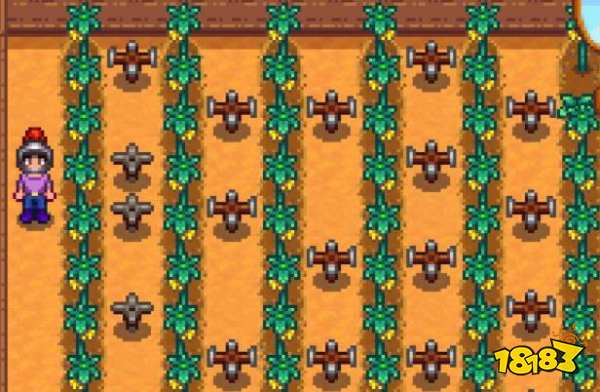 星露谷物语温室种什么好 星露谷物语温室种植攻略