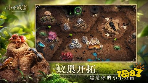 小小蚁国正式版