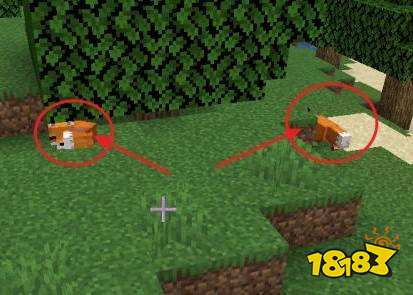 我的世界狐狸驯服后会跟随吗 狐狸驯服方法介绍