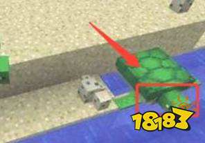 我的世界海龟怎么驯服 海龟驯服方法分享