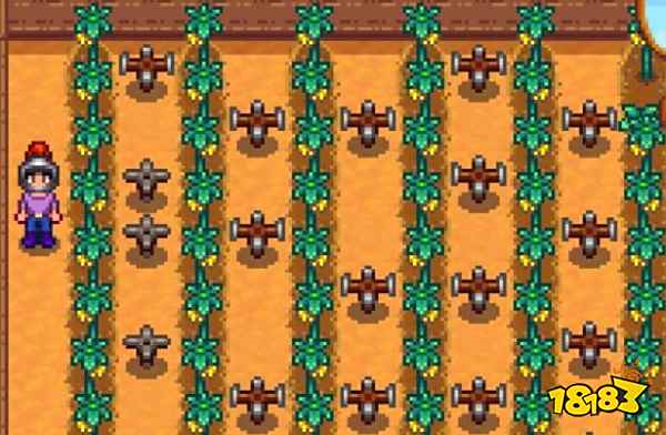 星露谷物语温室种什么好 温室种什么收益高