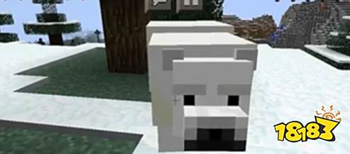 我的世界北极熊吃什么 北极熊食物介绍