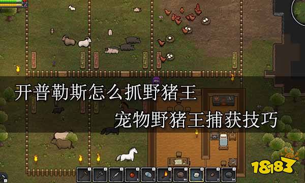 开普勒斯怎么抓野猪王 宠物野猪王捕获技巧