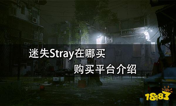 迷失Stray在哪买 购买平台介绍