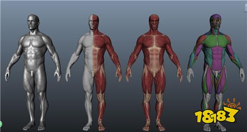 3Dbody三维解剖学