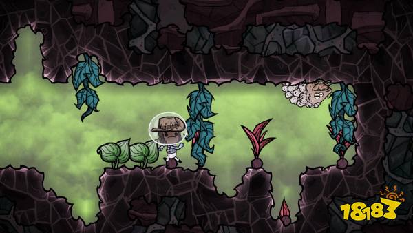 缺氧孢子兰有什么用 孢子兰作用介绍