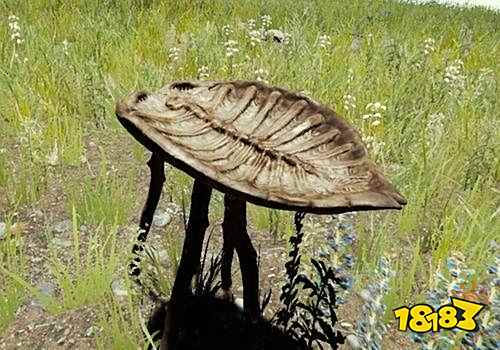 森林怎么喝水 喝水的方法