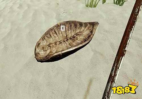 森林乌龟壳怎么找 乌龟壳获取方法