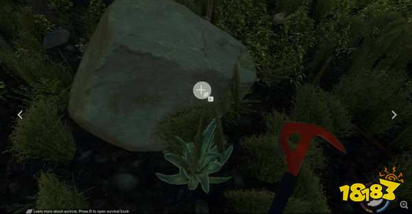 森林芦荟在哪 芦荟位置