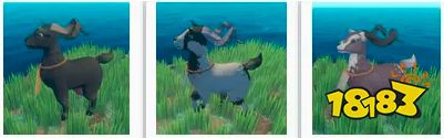 木筏求生珍稀動物有哪些 Raft稀有動物捕捉飼養方法