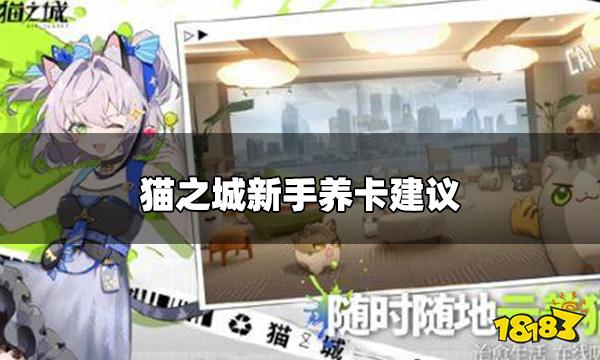 猫之城新手养哪些卡 新手养卡建议