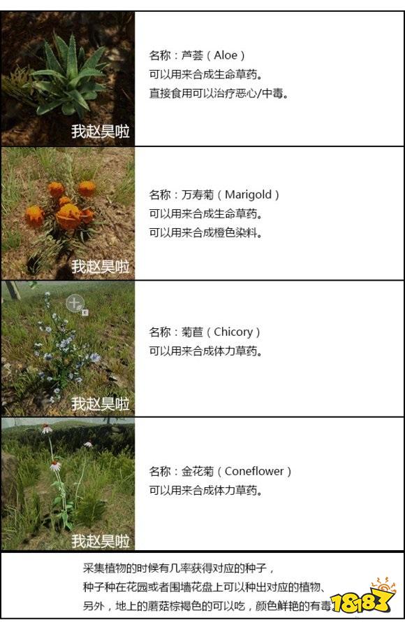 森林植物图鉴配方有哪些 forest植物图鉴类配方介绍