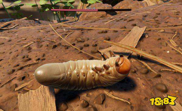 禁闭求生蛴螬皮在哪 grounded蛴螬皮获得方法