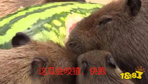 光夜纵容玩家网暴?论一个玩家社区能有多糟糕