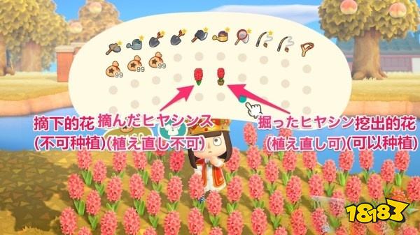 動物森友會怎么種植和移植花卉 花卉種植及移植方法