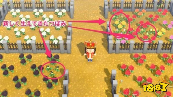 動物森友會怎么種植和移植花卉 花卉種植及移植方法