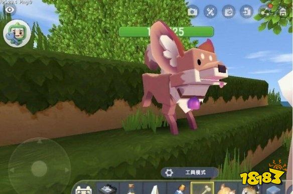 迷你世界怎么驯服狐狸 狐狸驯服方法分享
