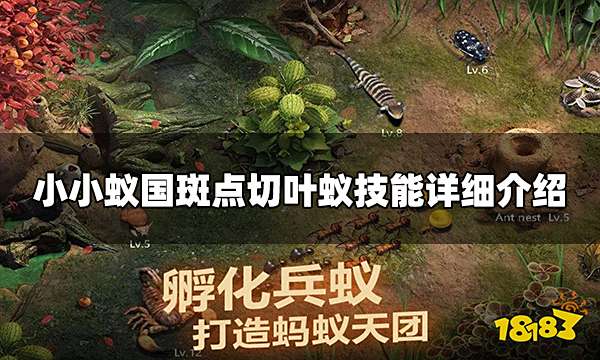 小小蚁国斑点切叶蚁怎么样 斑点切叶蚁技能详细介绍