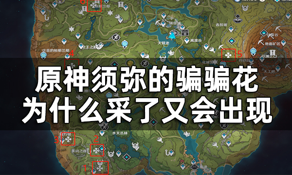 原神须弥骗骗花触发宝箱位置一览 须弥的骗骗花为什么采了又会出现