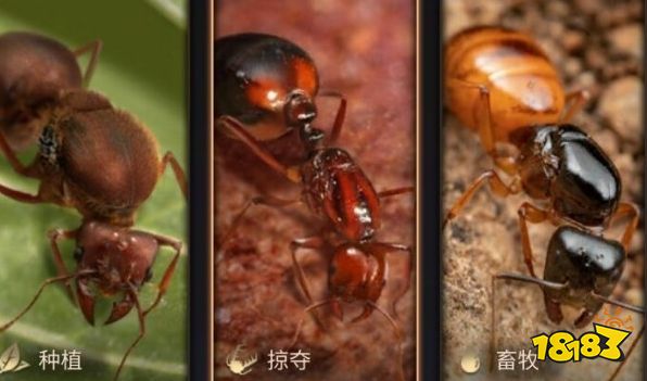 小小蚁国氪金吗 氪金点说明介绍