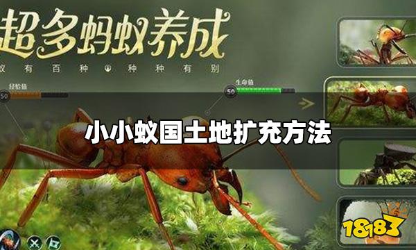 小小蚁国怎么解锁土地 土地扩充方法