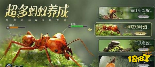 小小蚁国最强区域战怎么玩 区域战获胜玩法攻略