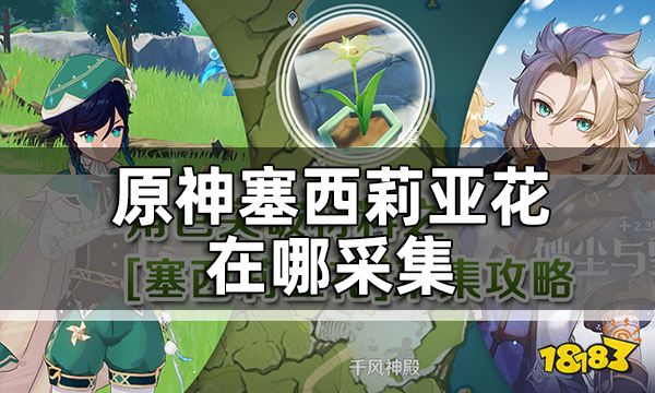 原神塞西莉亚花在哪采集 塞西莉亚花多久刷新一次