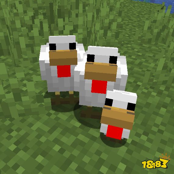 我的世界鸡吃什么 我的世界养鸡技巧介绍