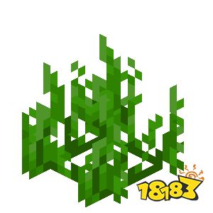 我的世界海草种在什么方块上 我的世界海草种植方法介绍