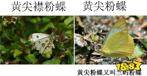 手机扫一扫识别虫子 识别虫子的软件排行榜