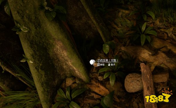 丛林地狱坚果种子怎么获得 坚果种子获取方法一览