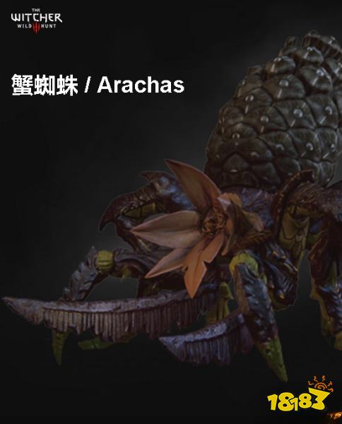 巫师3蟹蜘蛛背景介绍 蟹蜘蛛详情一览