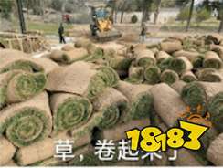 会呼吸的江湖全维飞跃，《逆水寒》颠覆网游刻板认知