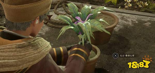 霍格沃茨遗产草药学课程怎么过 草药学课程任务攻略