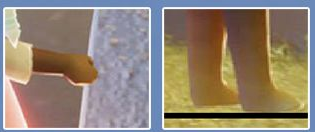 光遇保姆级身高测量教程 身高测量攻略大全