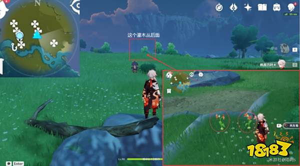 原神风车菊采集地点大全 风车菊采集分布图详细介绍