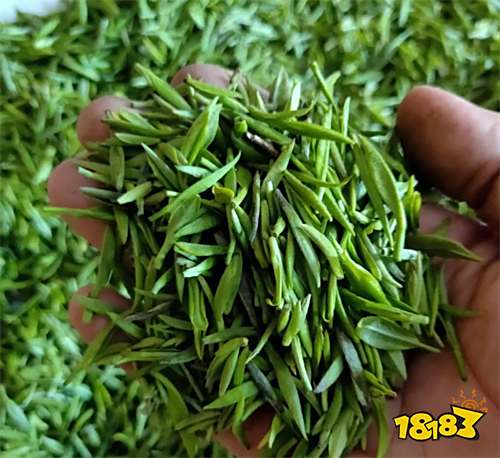 中国十大名茶之一河南信阳毛尖简单介绍