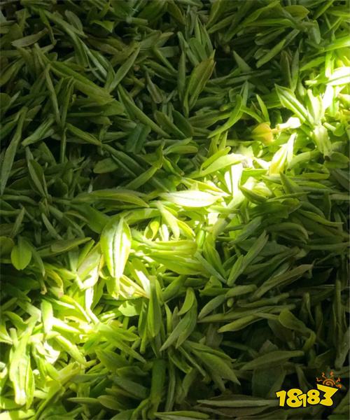 中国十大名茶之一河南信阳毛尖简单介绍