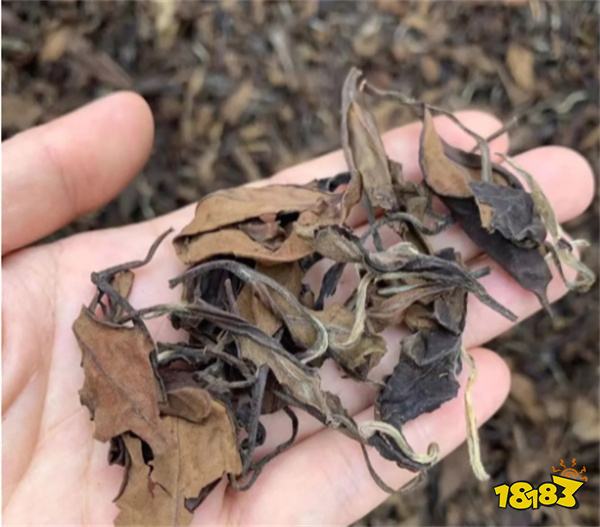 白茶怎么泡才正确 白茶冲泡方法详解