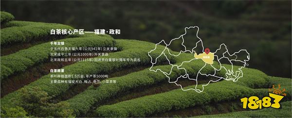 政和白茶的价格是多少钱一斤 政和白茶市场价介绍
